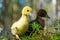 cute little yellow duckling are walking on the green grass in spring forest. easter young duckling concept. wildlife