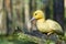 cute little yellow duckling are walking on the green grass in spring forest. easter young duckling concept. wildlife