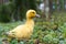 cute little yellow duckling are walking on the green grass in spring forest. easter young duckling concept. wildlife