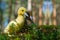 cute little yellow duckling are walking on the green grass in spring forest. easter young duckling concept. wildlife