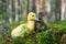 cute little yellow duckling are walking on the green grass in spring forest. easter young duckling concept. wildlife