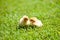 Cute little yellow newborn chicks on fresh and cozy green grass