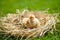 Cute little yellow newborn chicks on fresh and cozy green grass.