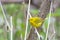 Cute little yellow springtime bird in a green forest