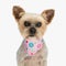 cute little yorkie dog with pink bandana looking forward and sitting