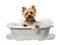 Cute little Yorkshire Terrier dog in a bath with foam, isolated on white background, cute pet concept, realistic 3d illustration,