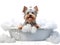 Cute little Yorkshire Terrier dog in a bath with foam, isolated on white background, cute pet concept, realistic 3d illustration,