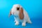 Cute little young bunny rabbit lop eared dwarf rabbits