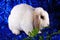 Cute little young bunny rabbit lop eared dwarf rabbits
