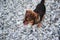 Cute little young half breed puppy on walk. Charming red brown mongrel with white fluffy breast sits on beach on rocks and smiles