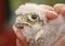 Cute little young kestrel nestling captured for ringing