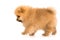 Cute Little young pomeranian cob isolated over white