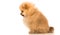 Cute Little young pomeranian cob isolated over white