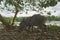 cute little young wild boar being nosy in the rain forest of nueva loja, ecuador.