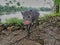 cute little young wild boar being nosy in the rain forest of nueva loja, ecuador.