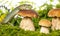 A cute lizard in forest still life with mushrooms