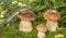 A cute lizard in forest still life with mushrooms