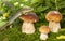 A cute lizard in forest still life with mushrooms