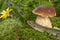 A cute lizard in forest still life with mushrooms