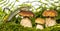 A cute lizard in forest still life with mushrooms