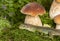 A cute lizard in forest still life with mushrooms