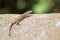 Cute lizard taking sun on rock stone isolated