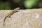 Cute lizard taking sun on rock stone isolated