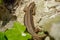 Cute lizard taking sun on rock stone isolated