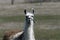 Cute Llama in pasture staring at camera