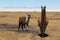 Cute llamas of Altiplano