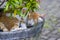 A cute local cat sleeping in the flower pot, shallow focus
