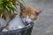 A cute local cat sleeping in the flower pot, shallow focus