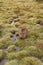 Cute, lone Australian native wombat eating grass in a national park grounds on a rainy wintery day in central Tasmania