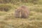 Cute, lone Australian native wombat eating grass in a national park grounds on a rainy wintery day in central Tasmania