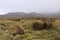 Cute, lone Australian native wombat eating grass in a national park grounds on a rainy wintery day in central Tasmania