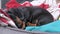 Cute lonely dachshund puppy lies among warm blankets and falls asleep in pet bed at home, close up. Sad baby dog is