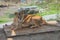 Cute lonely lioness in a cage