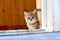 Cute lonely little brown British kitten sitting in the doorway