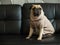 Cute lonely pug dog puppy sad and sit on black sofa wait someone.