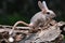 Cute long ear mouse playing on a wooden stick