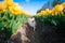 Cute long hair chihuahua between of the yellow tulips field