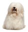 Cute long hair cream Havanese dog