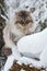 Cute long hair domestic cat in winter