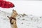 Cute long-haired beige chihuahua dog playing in the snow