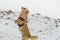 Cute long-haired beige chihuahua dog playing in the snow