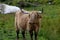 Cute long haired highland cow in Isle of Skye