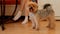 Cute long haired yorkie yorkshire terrier doing something in living room in front of their owner