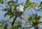 A cute Long-tailed Tit, Aegithalos caudatus, perching on a branch of a tree in springtime.