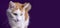 Cute longhair cat portrait looking funny away on purple background.
