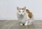 Cute longhair cat sitting on the floor and looking straight to the camera.